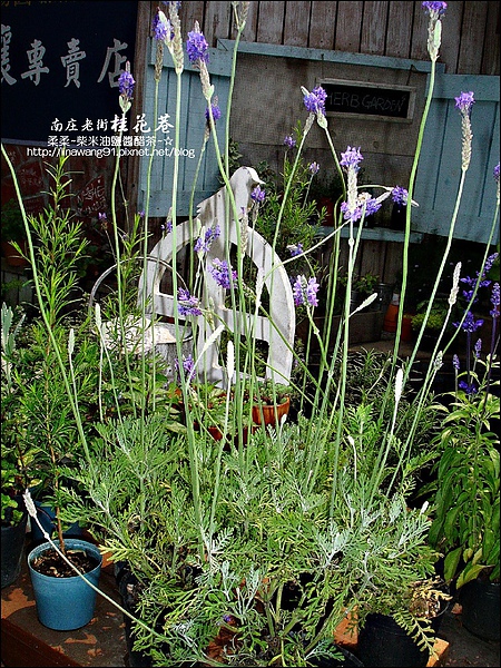 2010-0401-南庄老街 (19).jpg