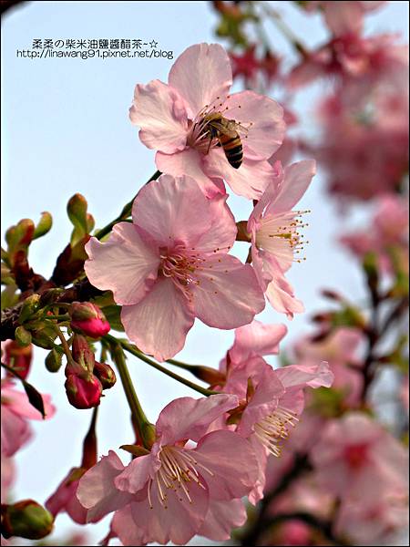 2011-0223-新竹公園-賞櫻花 (12).jpg