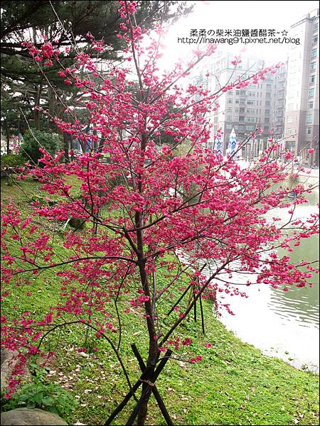 2011-0223-新竹公園-賞櫻花 (13).jpg