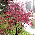 2011-0223-新竹公園-賞櫻花 (13).jpg