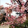 2011-0223-新竹公園-賞櫻花.jpg