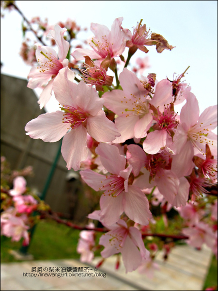 2011-0223-新竹公園-賞櫻花 (2).jpg