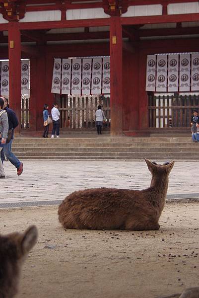 東大寺-24