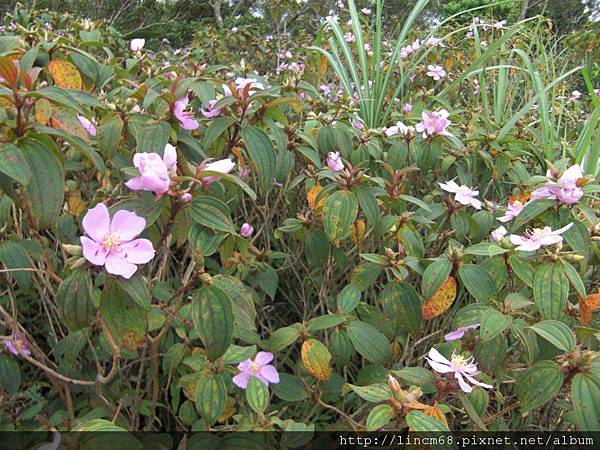 每年5月滿山遍野的野牡丹花.JPG