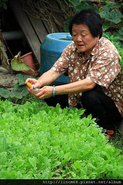 1001014-臺北市中山區聚盛里-友誼農場- (8).JPG