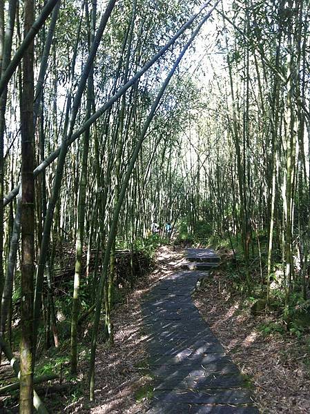 阿里山迷糊步道