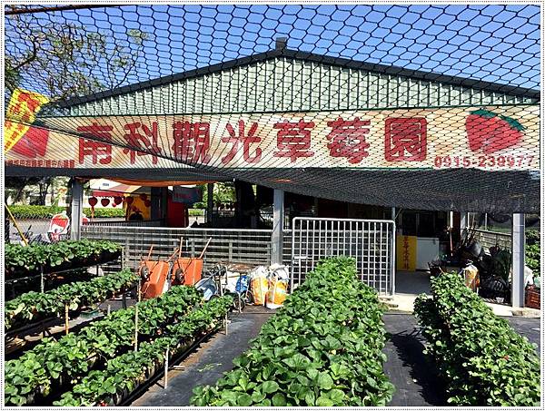 台南美食-南科觀光草莓園-親子農場