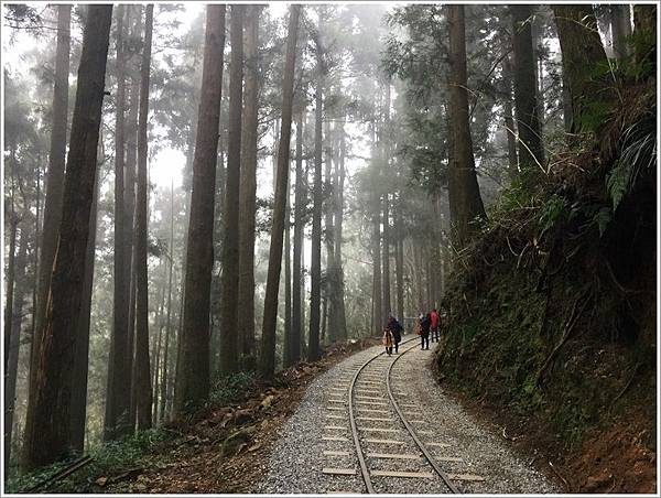 嘉義旅遊-嘉義縣阿里山鄉特富野古道 