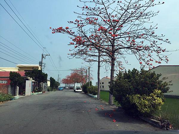 台南親子旅遊-將軍苓子寮木棉花道-私藏景點