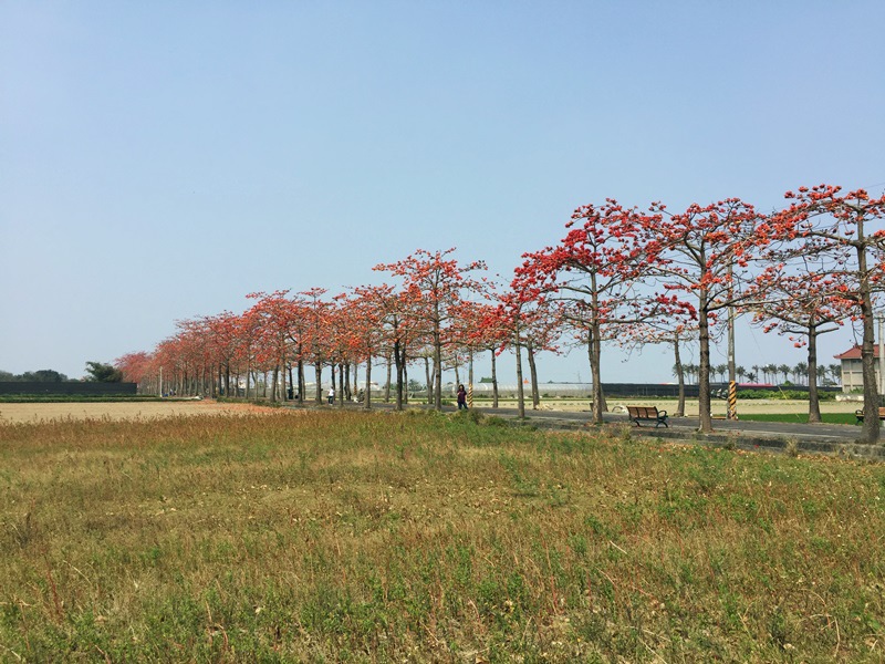 台南親子旅遊-將軍苓子寮木棉花道-私藏景點