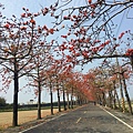 台南親子旅遊-將軍苓子寮木棉花道-私藏景點