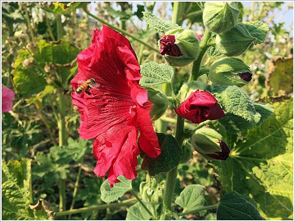 學甲蜀葵花節登場