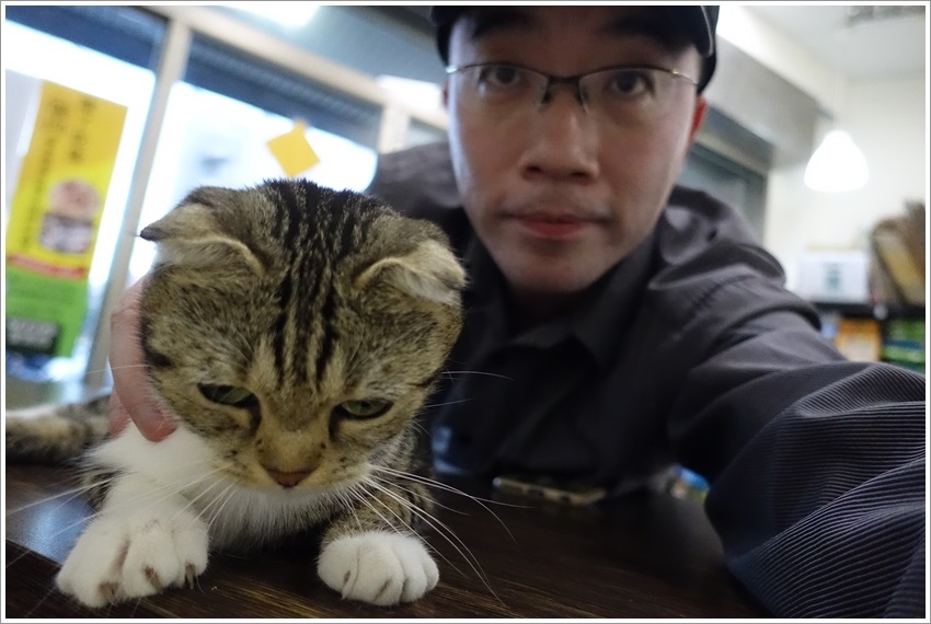 台南寵物住宿-貓宅一生貓旅館獨立單間、不混養最符合貓咪習性的貓旅館