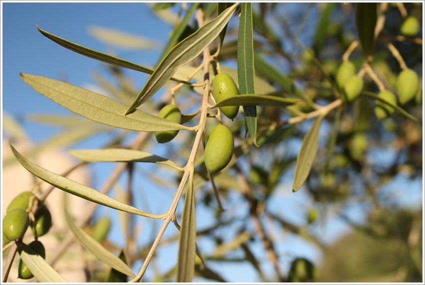 太極計畫橄欖油與健康特級初榨橄欖油美味的健康食品