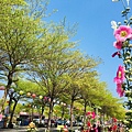 台南旅遊-學甲苓子寮木棉花道滿滿的木棉花海學甲光華里民活動中心蜀葵花花季