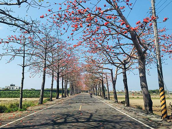 台南旅遊-學甲苓子寮木棉花道滿滿的木棉花海學甲光華里民活動中心蜀葵花花季