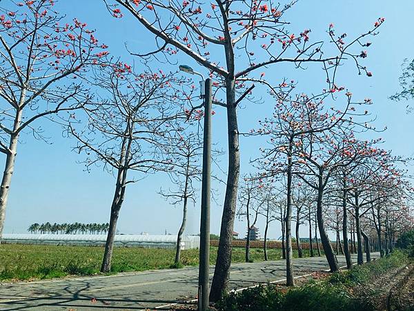 台南旅遊-學甲苓子寮木棉花道滿滿的木棉花海學甲光華里民活動中心蜀葵花花季