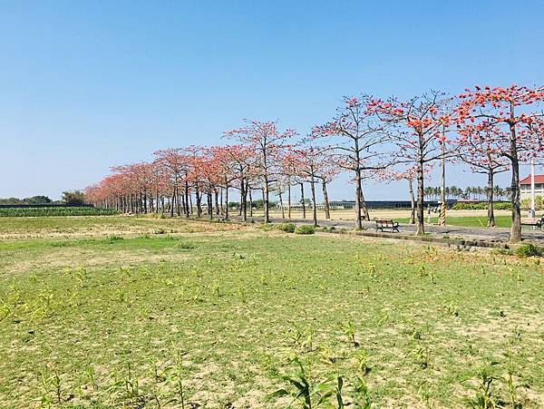 台南旅遊-學甲苓子寮木棉花道滿滿的木棉花海學甲光華里民活動中心蜀葵花花季