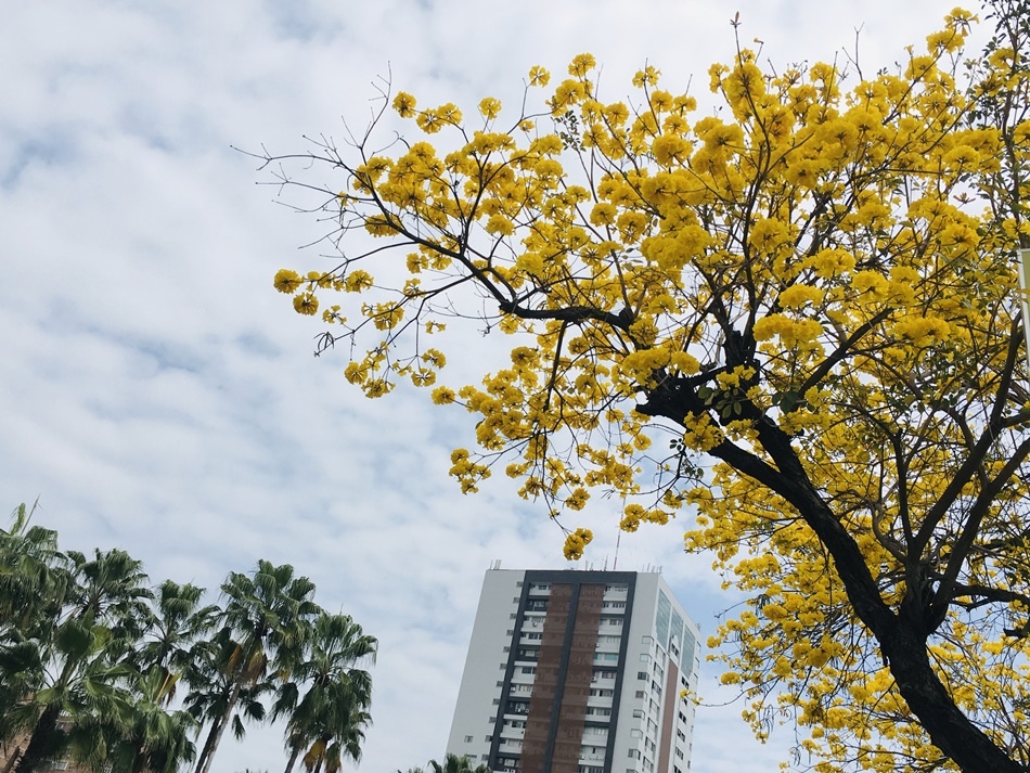 2020台南黃花風鈴木季節大爆發，228連續假日台南花季賞花去，林森路整天滿滿的黃花海