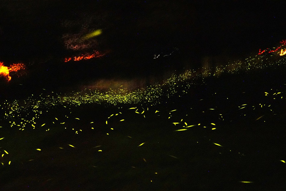 那瑪夏賞螢季提早報到超推薦達卡努瓦步道螢火蟲超多、爆美不用爬山走10分鐘就到螢火蟲景點非常適合親子路線