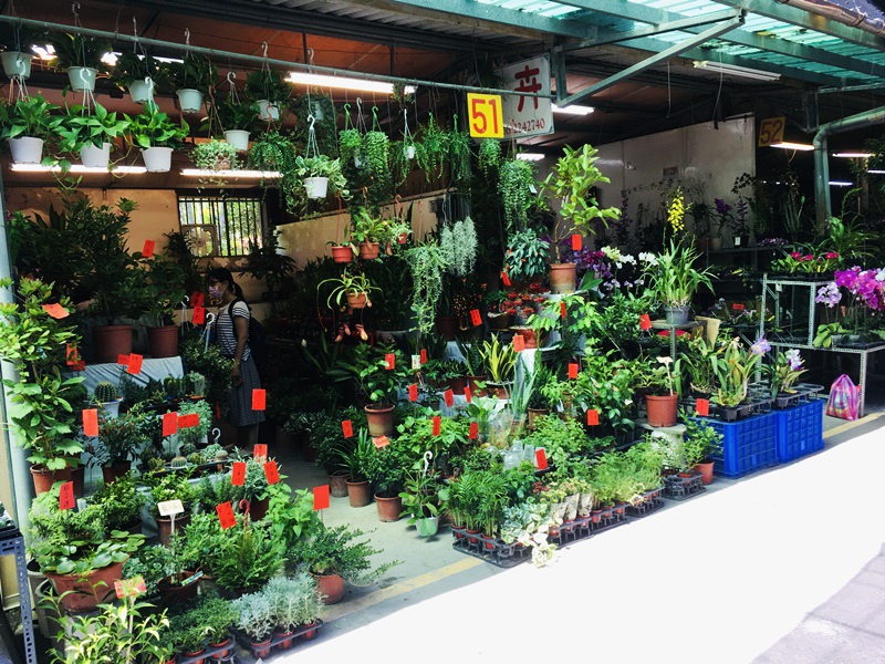台南花市南門假日花市多肉植物觀賞用仙人掌 各式蔬菜水果種子 肥料花卉盆器台南市市區最好逛花市 台南美食 雞蛋貓異想世界 中餐技術士及格 旅遊美食玩家 痞客邦