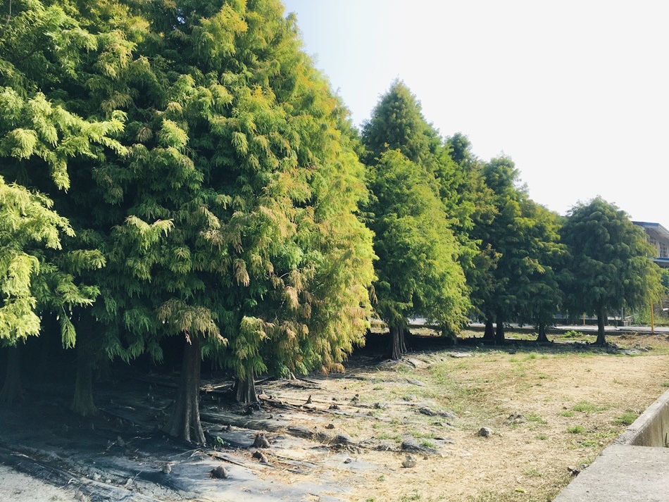 台南六甲落羽松森林林鳳營牧場旁落羽松森林0台一省道旁，帶你遠離人潮進入歐洲時光隧道