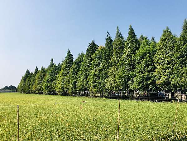 台南落羽松秘境 台南六甲落羽松森林林鳳營牧場旁落羽松森林台一省道旁 帶你遠離人潮進入歐洲時光隧道 台南美食 雞蛋貓異想世界 中餐技術士及格 旅遊美食玩家 痞客邦