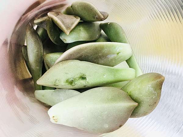 屏東潮州木瓜三葉鮮果汁平價果汁飲料店新鮮水果製作不使用果糖,健康好喝又消暑 屏東潮州木瓜三葉鮮果汁平價果汁飲料店新鮮水果製作不使用果糖,健康好喝又消暑