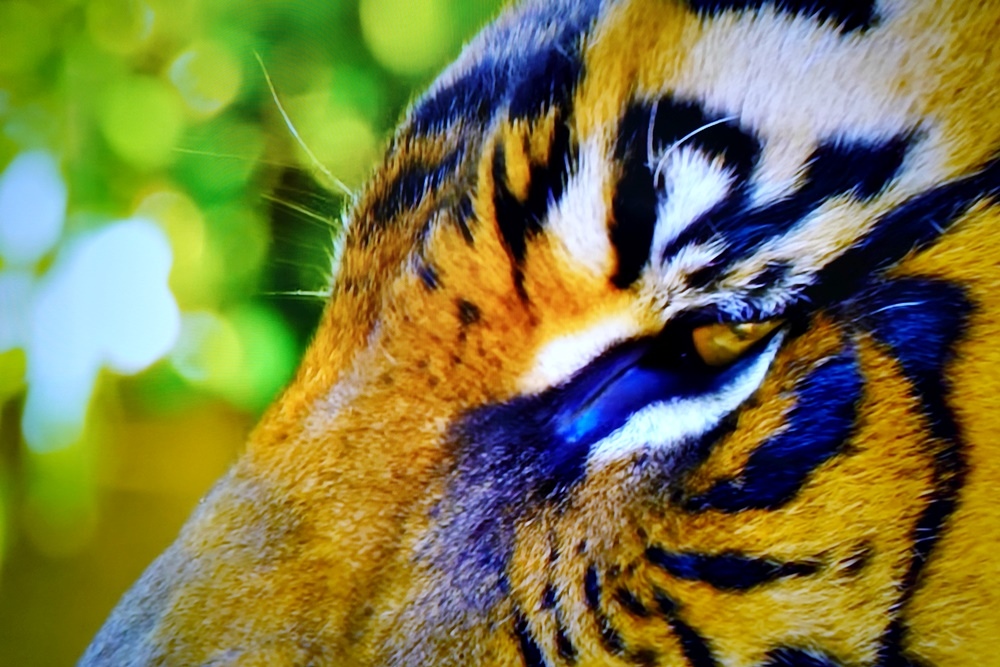 DSC06233.JPG DSC06233.JPG