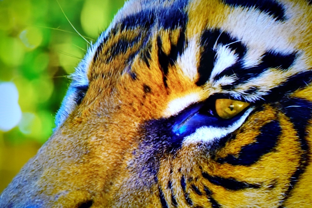 DSC06234.JPG DSC06234.JPG