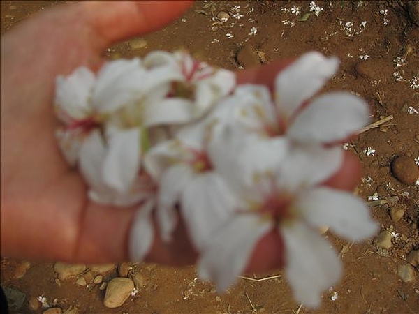 20100411台139線福田桐花趣 018