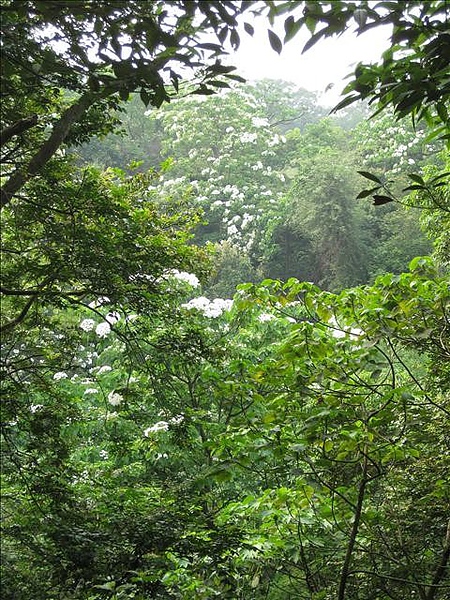 20100411台139線福田桐花趣 021