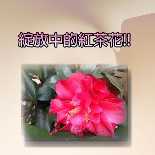 綻放紅茶花.jpg