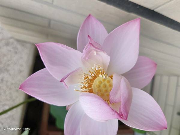 0522碗蓮綻放(花苞3)