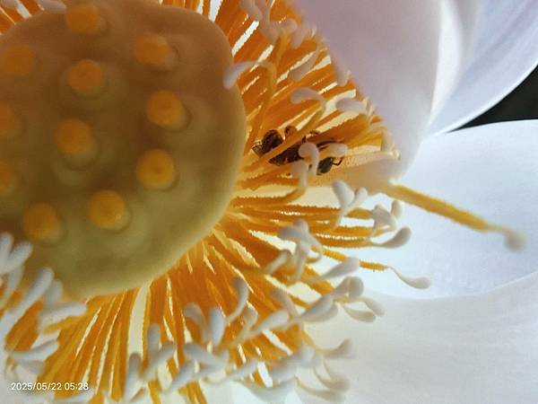 0522碗蓮綻放(花苞3)