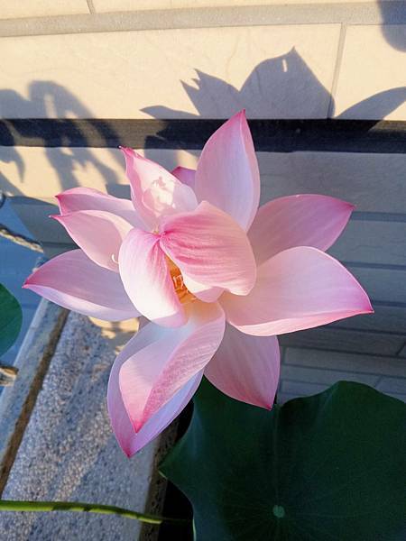 0522碗蓮綻放(花苞3)