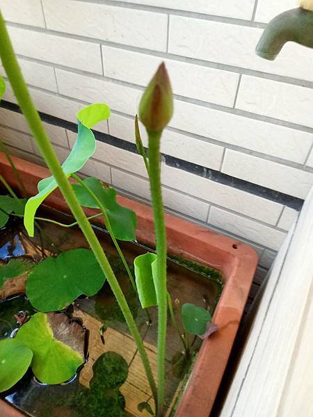 0522碗蓮綻放(花苞3)