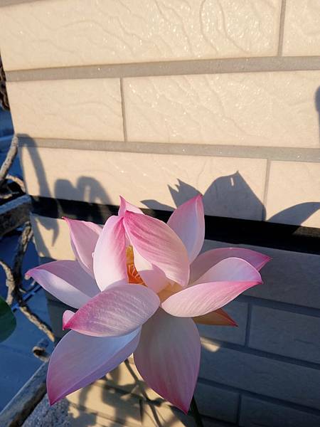 0522碗蓮綻放(花苞3)