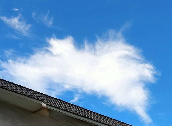 0522碗蓮綻放(花苞3)