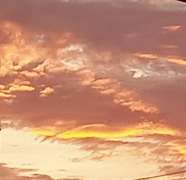 0522碗蓮綻放(花苞3)