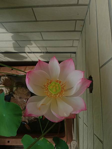 0608碗蓮(綻放後光景 End)