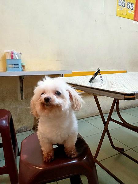 0620清晨拍攝(可愛狗狗ㄛ)
