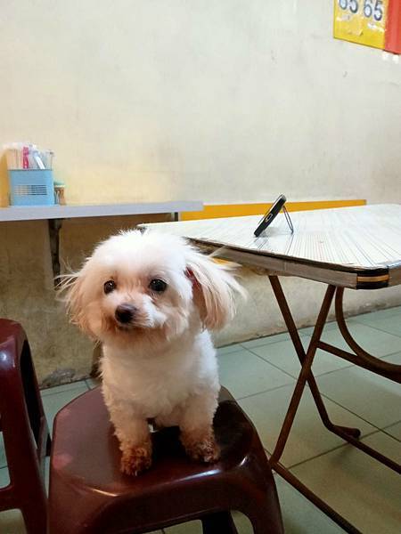 0620清晨拍攝(可愛狗狗ㄛ)