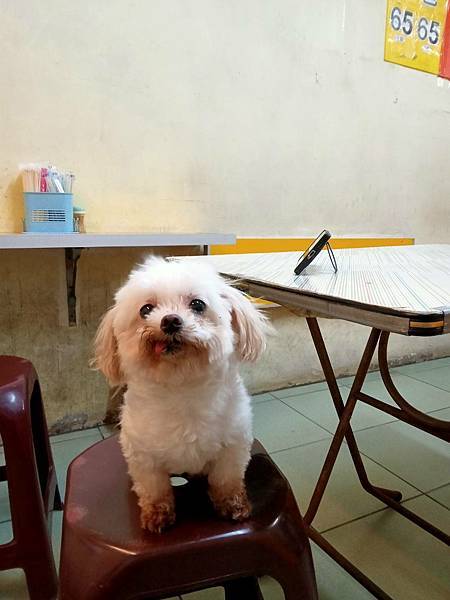 0620清晨拍攝(可愛狗狗ㄛ)