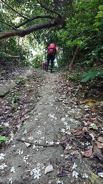 [桃園．大溪] 金面山O型 2021.04.24