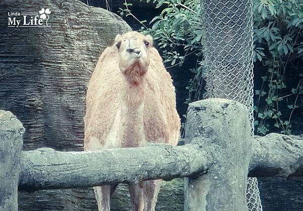 1歲半的動物園-10.jpg