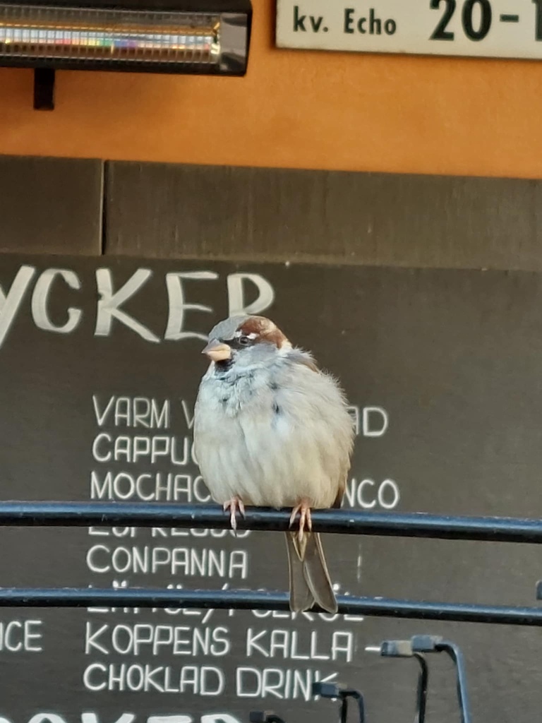 挪威羅浮敦極光之旅