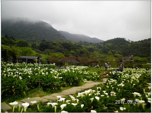 2012/03/23竹子湖 海芋季-18