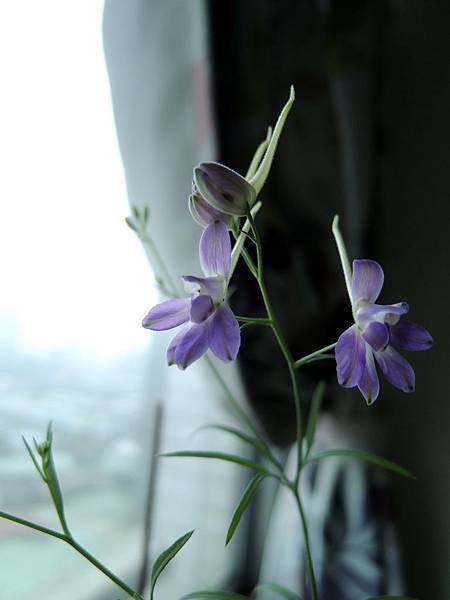花園 千鳥草栽培紀錄 平凡中的不平凡 痞客邦 花園 千鳥草栽培紀錄 平凡中的不平凡 痞客邦