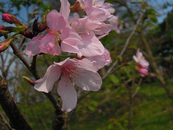 新店陽光運動公園親子遊及賞櫻趣